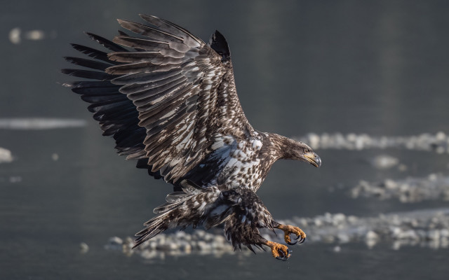 Large bird flying over water free wallpaper for desktop - medium preview image