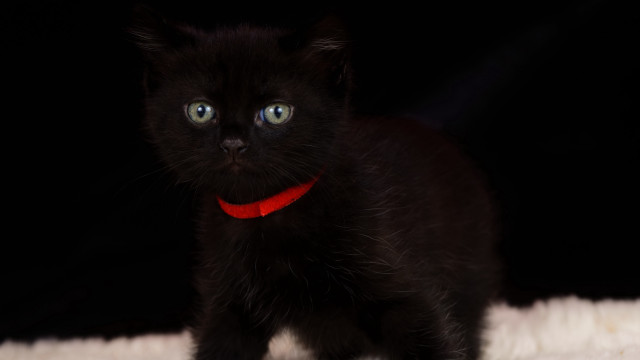 Black kitten red collar white free wallpaper for desktop - medium preview image