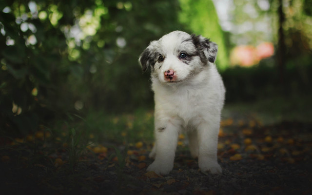 Puppy forest sad tiltshift blurry free wallpaper for desktop - medium preview image