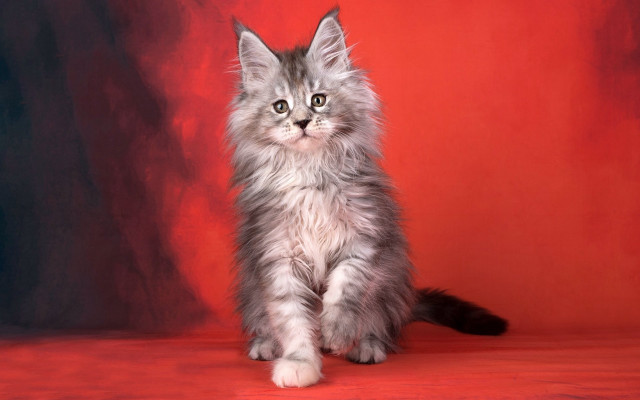 Fluffy cat red surface black free wallpaper for desktop - medium preview image