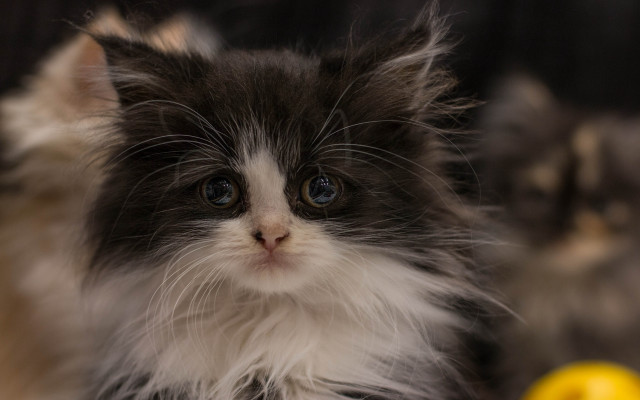 Black white kitten blue eyes #3 free wallpaper for desktop - medium preview image