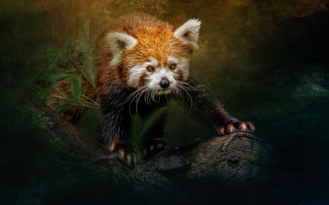 Red panda sad tree branch free wallpaper for desktop - medium preview image