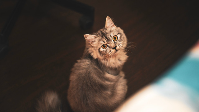 Cat surprised wooden floor alice free wallpaper for desktop - medium preview image