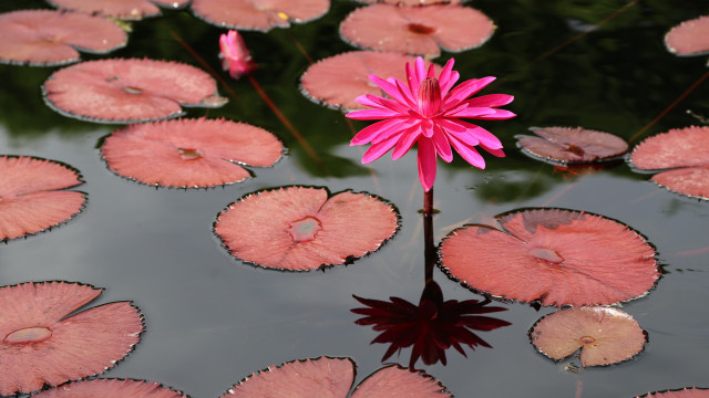 Pink flower pond water lilies free wallpaper for desktop - medium preview image