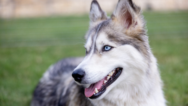 Dog blue eyes shiba inu free wallpaper for desktop - medium preview image