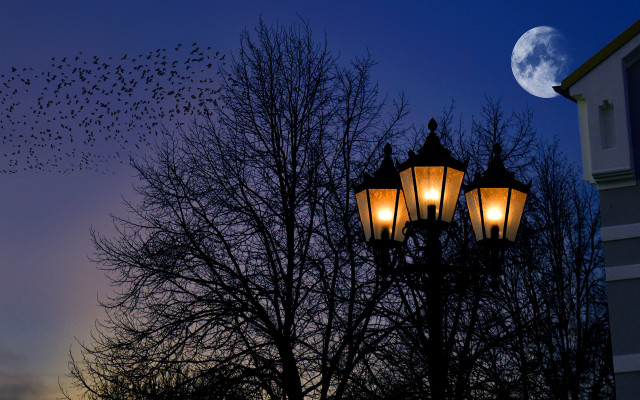 Birds streetlight fullmoon gothic night free wallpaper for desktop - medium preview image