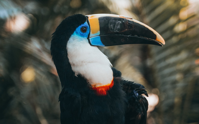 Colorful bird beak striped puzzle free wallpaper for desktop - medium preview image