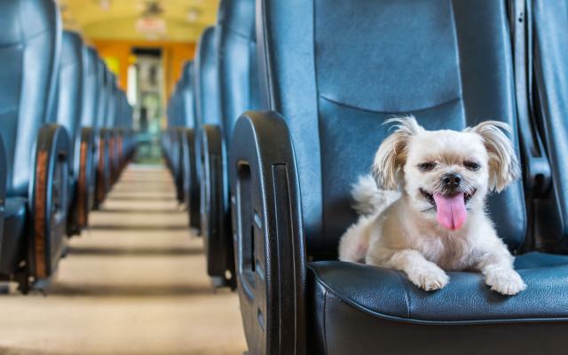 Small dog train seat award free wallpaper for desktop - medium preview image