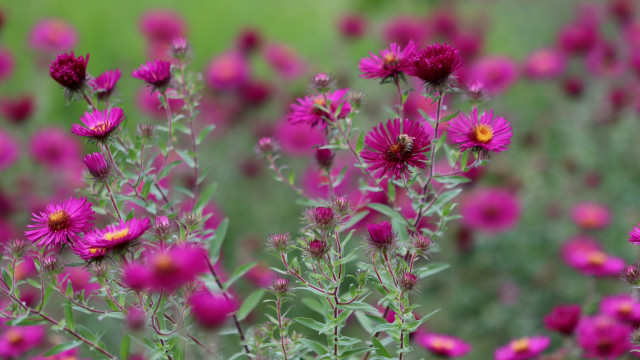 Purple flower field bokeh macro #3 free wallpaper for desktop - medium preview image