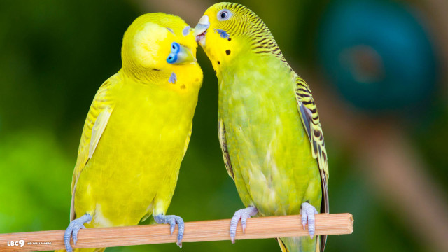 Two yellow parakeets kissing on free wallpaper for desktop - medium preview image