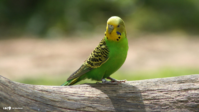 Green yellow bird branch park free wallpaper for desktop - medium preview image
