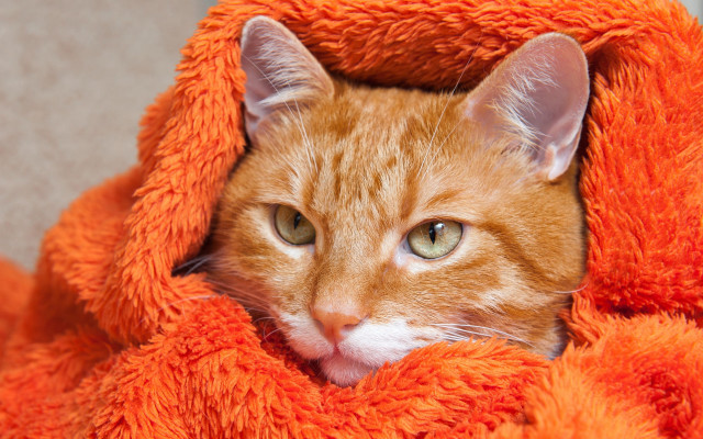 Cat blanket sad eyes autumn free wallpaper for desktop - medium preview image