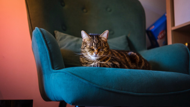 Cat bluechair greencushion resting blurry free wallpaper for desktop - medium preview image
