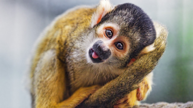 Monkey smiling on branch animal free wallpaper for desktop - medium preview image