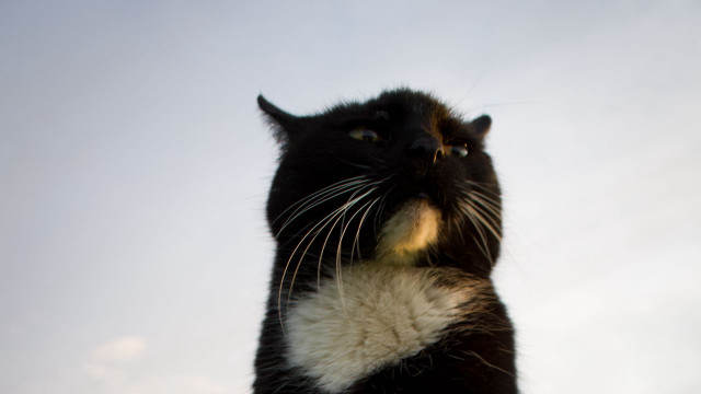 Black and white cat looking free wallpaper for desktop - medium preview image