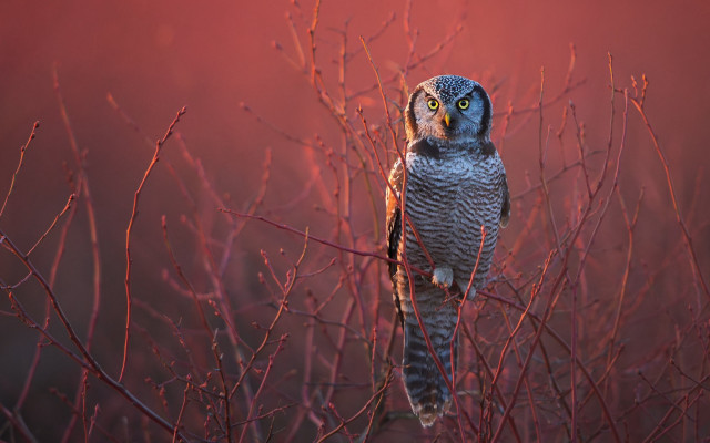 Bird branch red sky fence free wallpaper for desktop - medium preview image