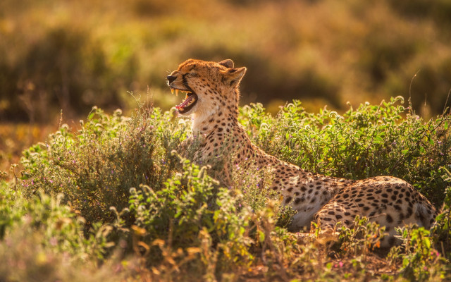 Cheetah yawning tallgrass wildlife jigsaw free wallpaper for desktop - medium preview image