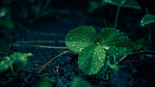 Green leaf rain drops macro free wallpaper for desktop - medium preview image