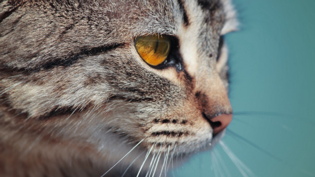 Cat yellow eyes blue background free wallpaper for desktop - medium preview image