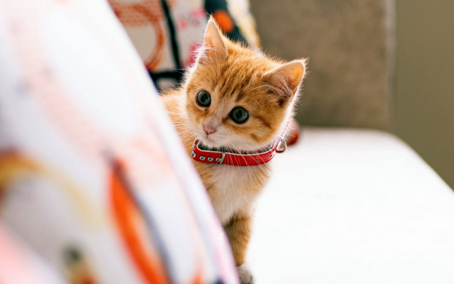 Orange cat cushion collar adorable free wallpaper for desktop - medium preview image