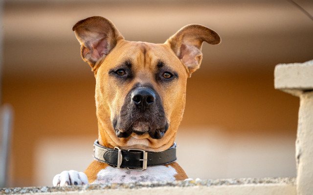 Dog collar ledge beach blurry free wallpaper for desktop - medium preview image