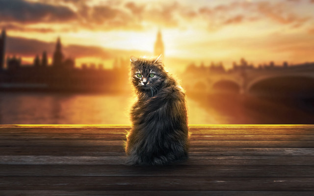 Cat wooden deck city sunset free wallpaper for desktop - medium preview image