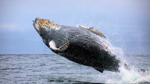 Humpback whale jumping water mouthexposed free wallpaper for desktop - medium preview image