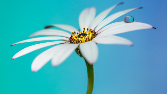 White flower blue sky water free wallpaper for desktop - medium preview image
