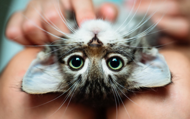 Black cat eye focus closeup free wallpaper for desktop - medium preview image