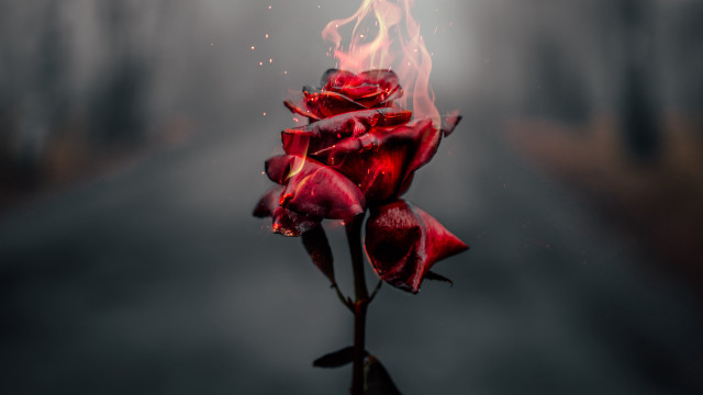 Red rose burning dark road free wallpaper for desktop - medium preview image