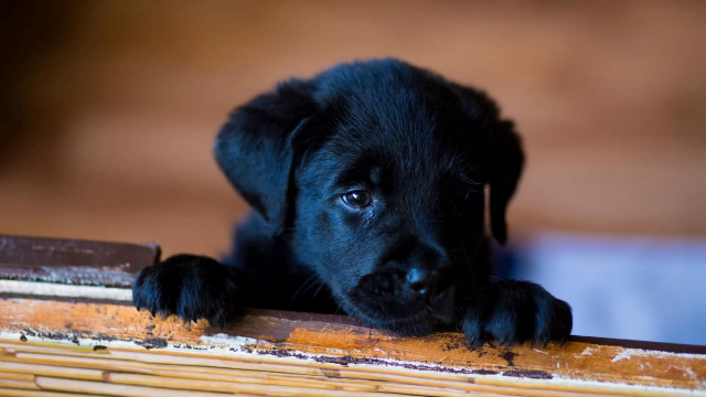 Black puppy wooden table cute free wallpaper for desktop - medium preview image
