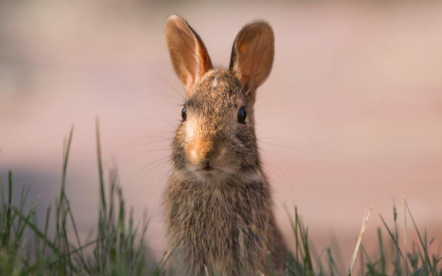 Rabbit field grass pink sky free wallpaper for desktop - medium preview image