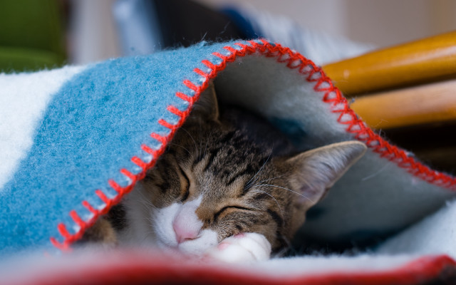 Cat sleeping blanket bed stick free wallpaper for desktop - medium preview image