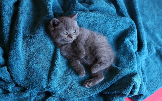 Small gray kitten blue towel free wallpaper for desktop - medium preview image