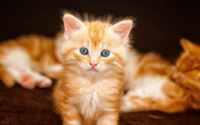 Orange kittens brown blanket blue free wallpaper for desktop - medium preview image