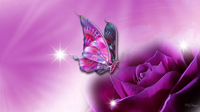 Pink rose butterfly purple background #2 free wallpaper for desktop - medium preview image