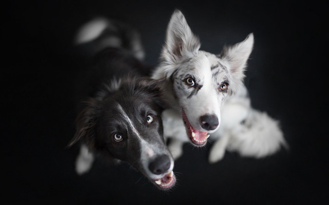 Two dogs looking up mouths free wallpaper for desktop - medium preview image