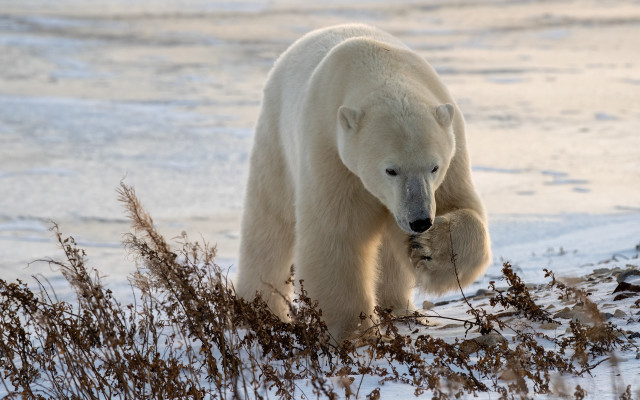 Polar bear snow grass fish free wallpaper for desktop - medium preview image