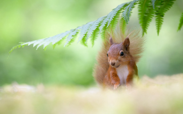 Surprised squirrel under tree branch free wallpaper for desktop - medium preview image