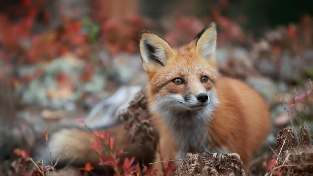 Red fox autumn field flowers free wallpaper for desktop - medium preview image