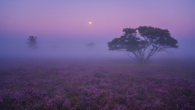 Foggy field lone tree full free wallpaper for desktop - medium preview image