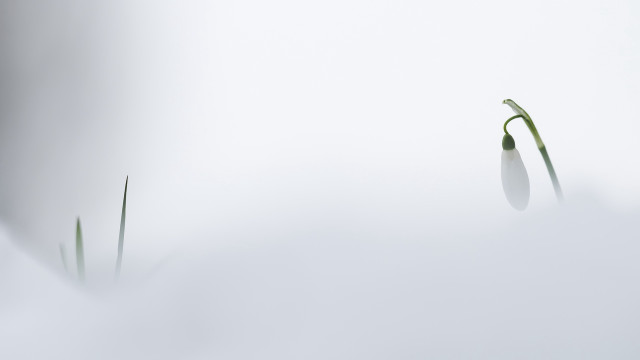 Plants snow white surface reflection free wallpaper for desktop - medium preview image