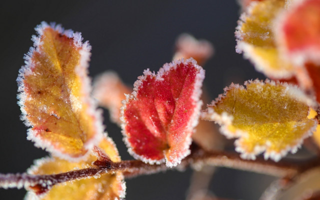 Frost leaf autumn colorful macro free wallpaper for desktop - medium preview image