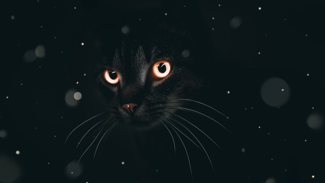 Glowing eyes cat dark snow free wallpaper for desktop - medium preview image