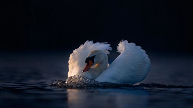 Swan spread wings water photorealistic free wallpaper for desktop - medium preview image