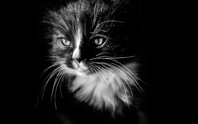 Black white cat blue eyes #4 free wallpaper for desktop - medium preview image