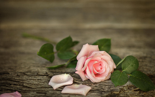 Pink rose wooden surface petals free wallpaper for desktop - medium preview image