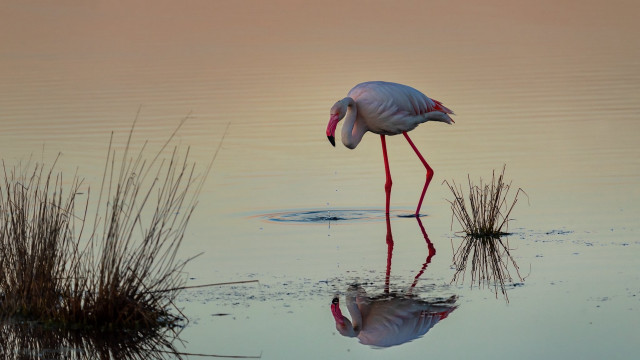 Flamingo crossed legs water head free wallpaper for desktop - medium preview image