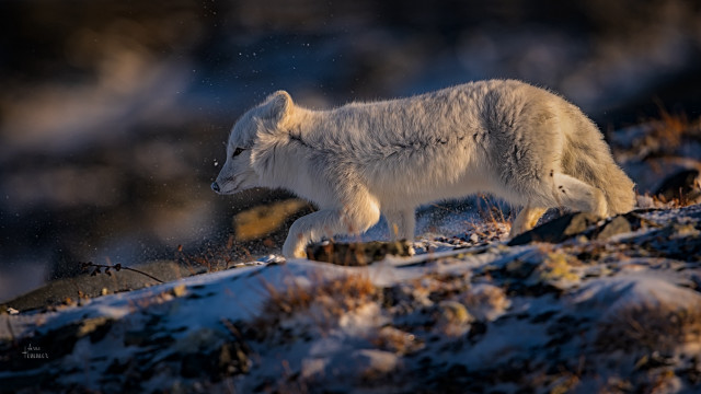 Polar bear snowy hill aurora free wallpaper for desktop - medium preview image