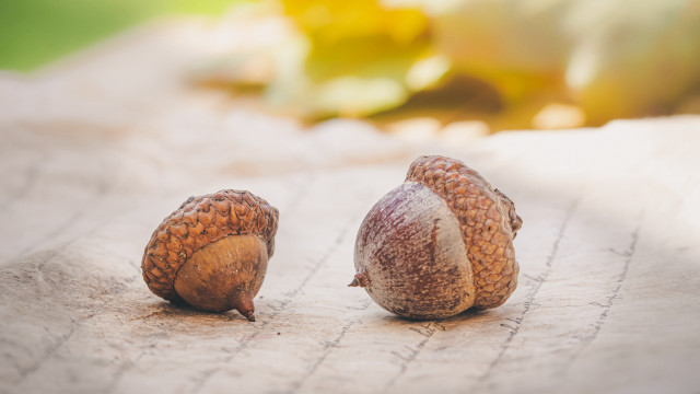 Nuts paper tablecloth blurry leaves free wallpaper for desktop - medium preview image